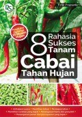 8 Rahasia sukses tanam cabai tahan hujan